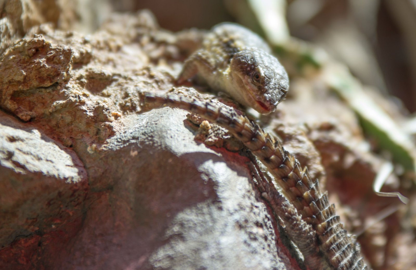 San Diego Zoo Part I 159